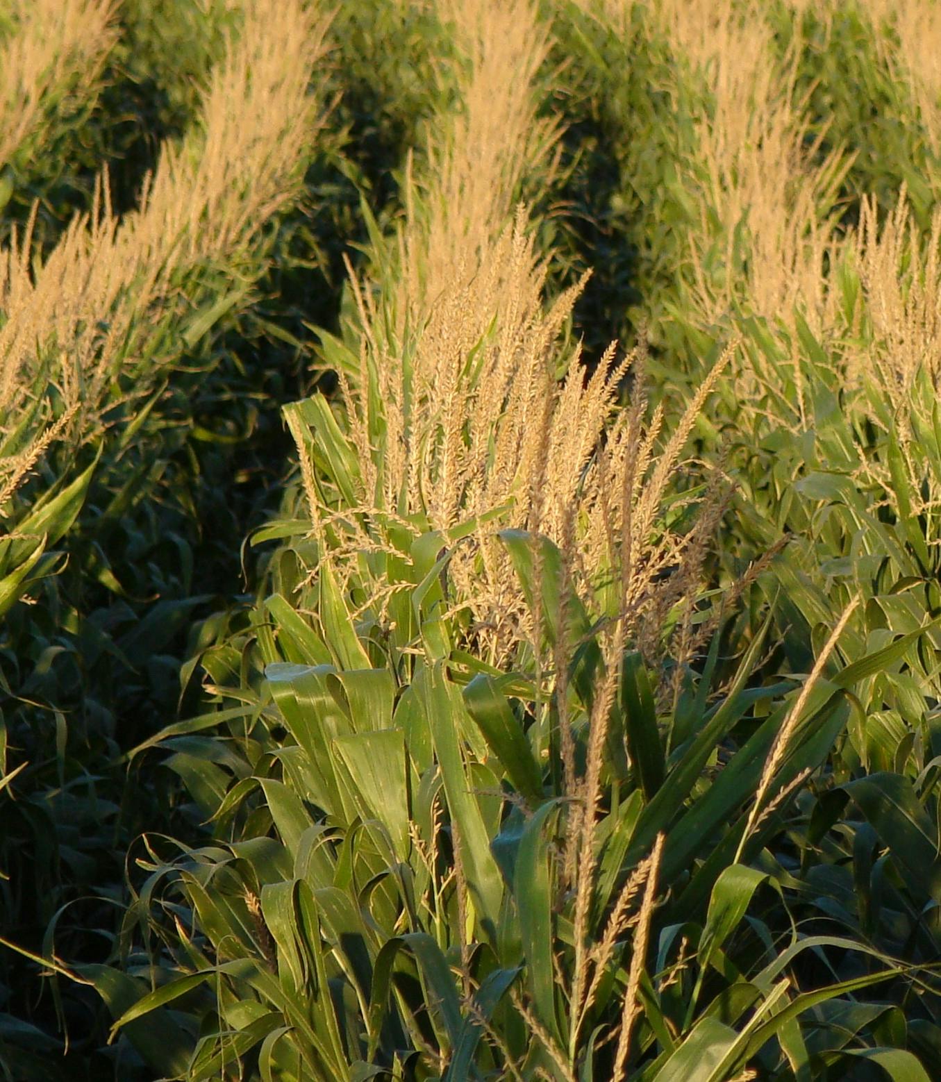 Free stock photo of corn, tassels