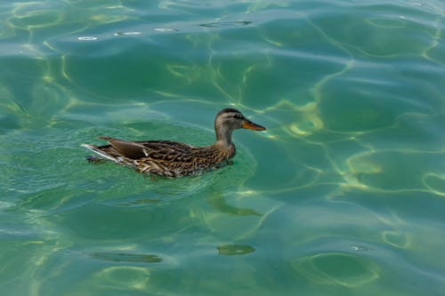 Fotos de stock gratuitas de agua, animal, aves acuáticas