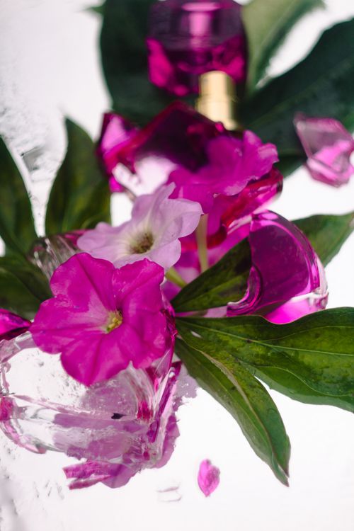 Free Close-up of vibrant pink petunia flowers with green leaves and water droplets, creating a fresh and delicate scene. Stock Photo