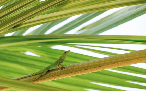 Green Anole Lizard on a Branch