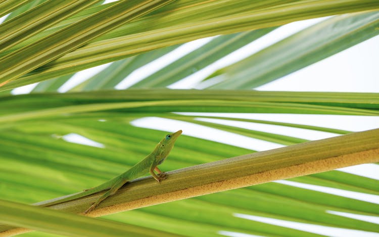 Green Anole Lizard On A Branch