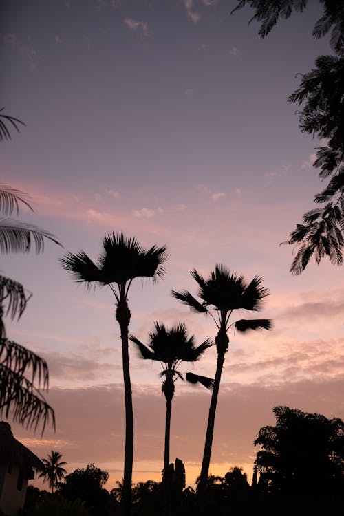 Palm Trees Silhouette at Sunset