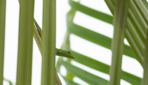 Close-up Photo of a Green Anole Lizard