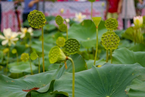 Free stock photo of china, flora, green Stock Photo