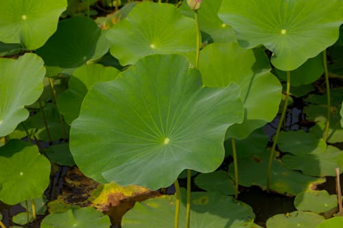 Free stock photo of flora, green, lotus Stock Photo