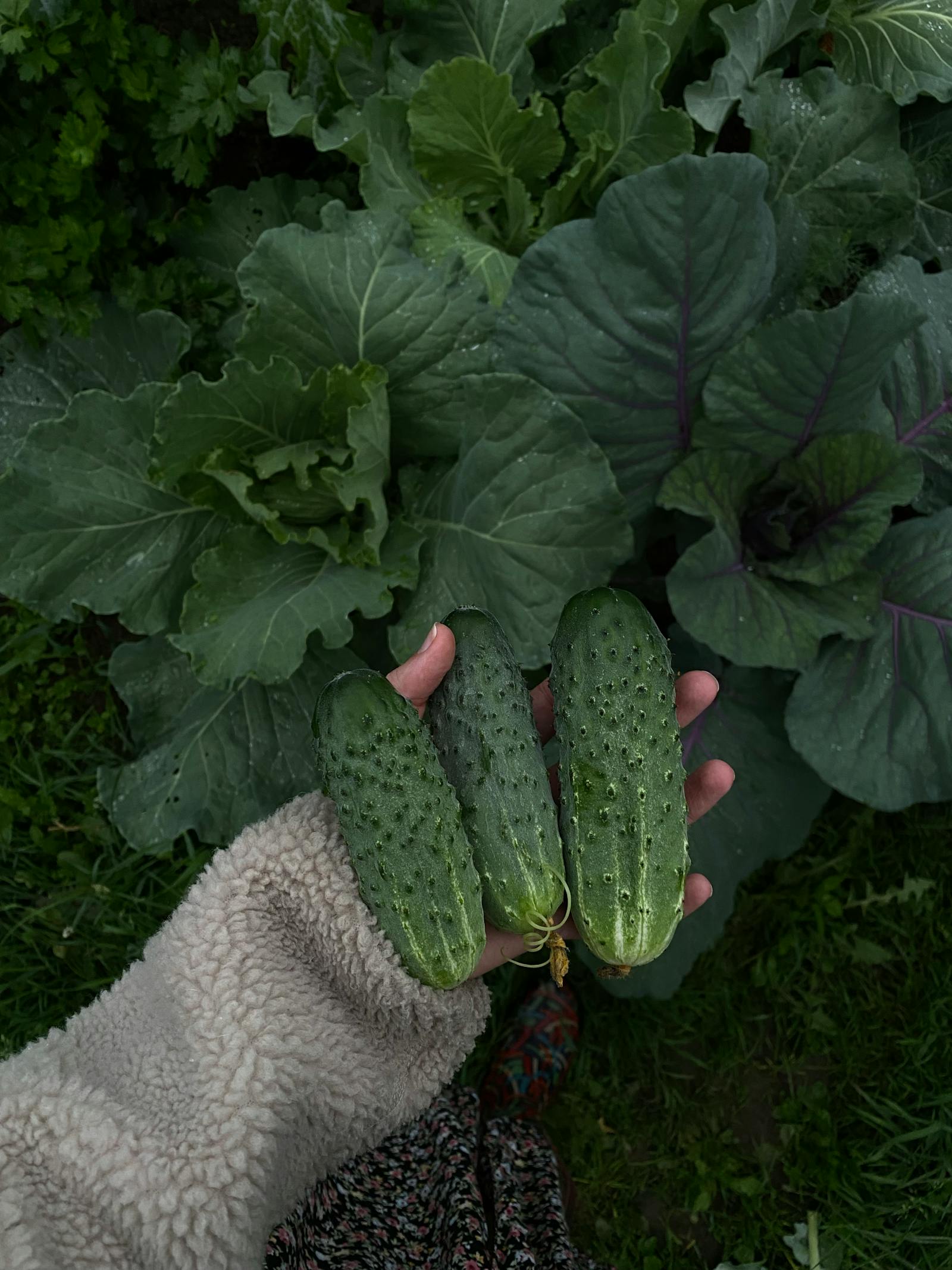 cucumbers on vine 