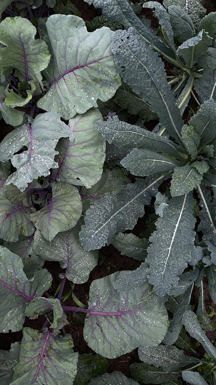 Wet Leaves Of Kale Plants