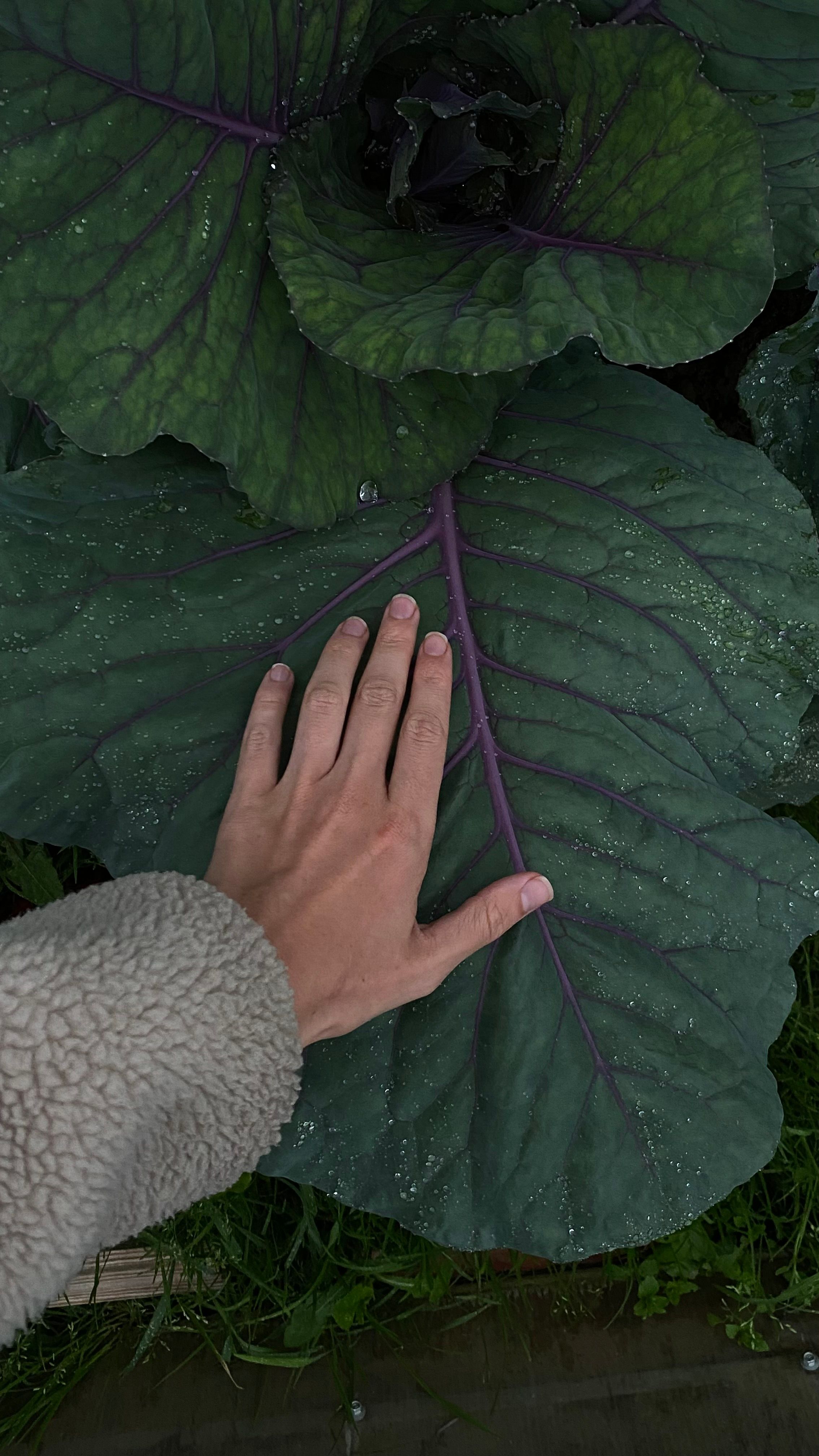 hand holding a freshly harvested, dense head of cabbage