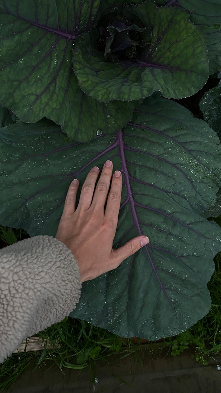 hand holding a freshly harvested, dense head of cabbage