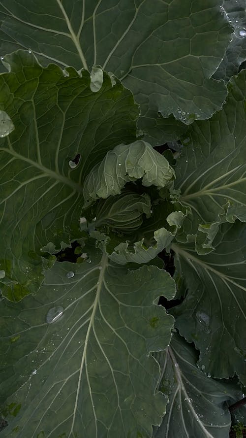 Green Leaves of a Cabbage