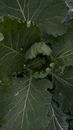Green Leaves of a Cabbage