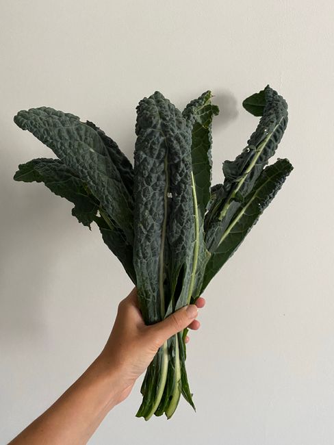 Hand holding a fresh bunch of dark kale with stems bundled together