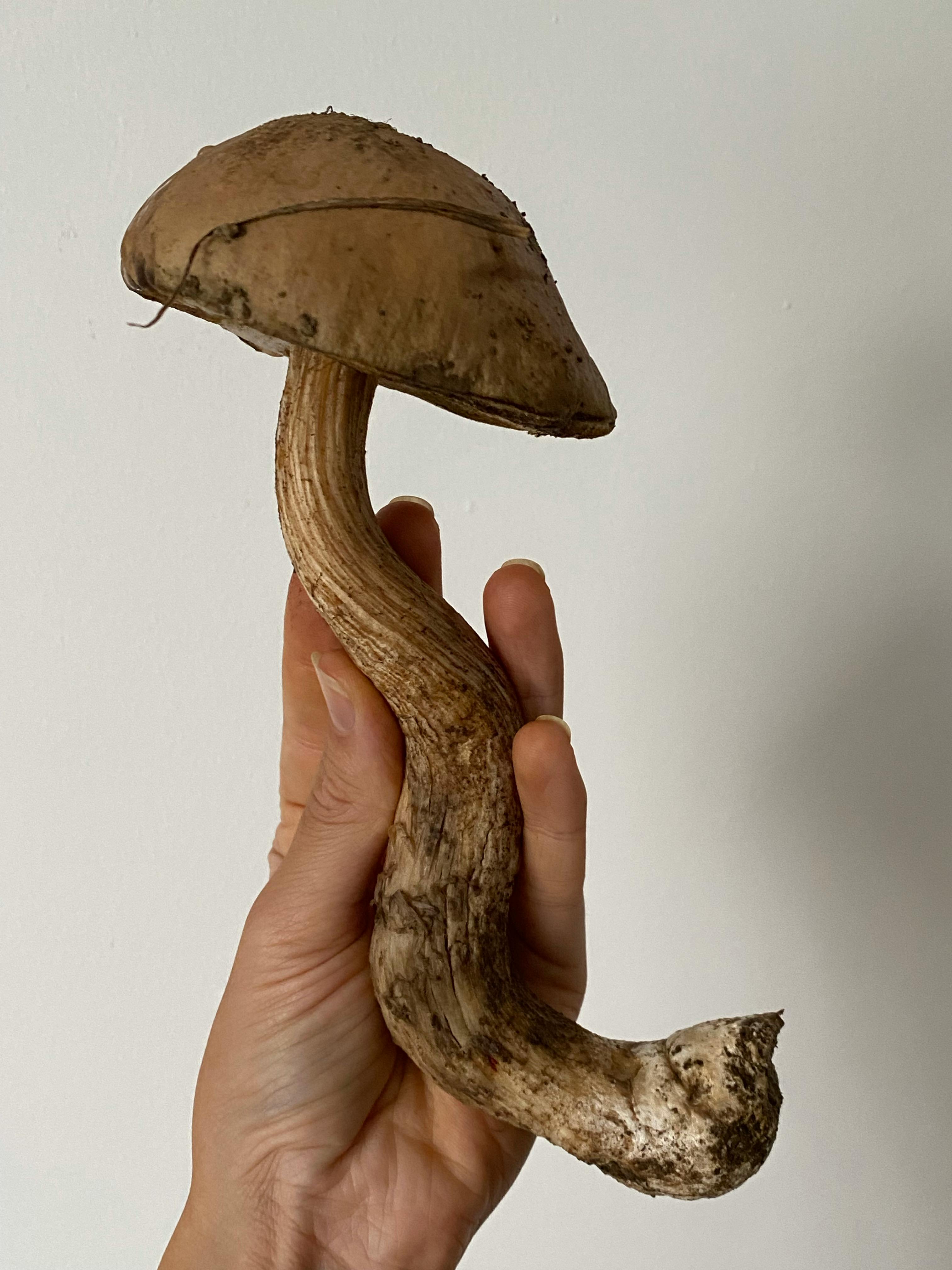 a person holding a mushroom