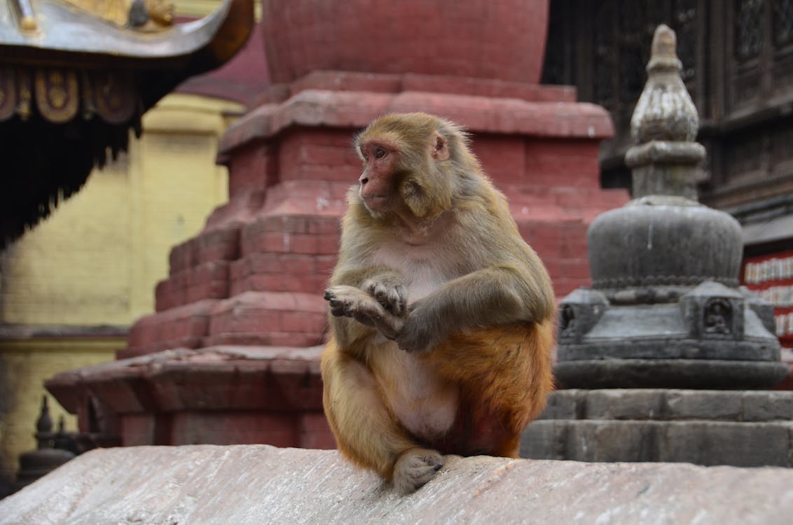 Free Brown Monkey Sitting on the Cement Stock Photo