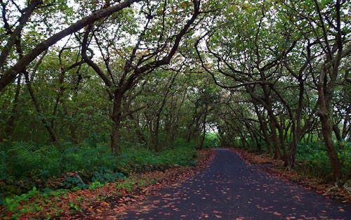 Carretera Vacía Entre árboles Verdes