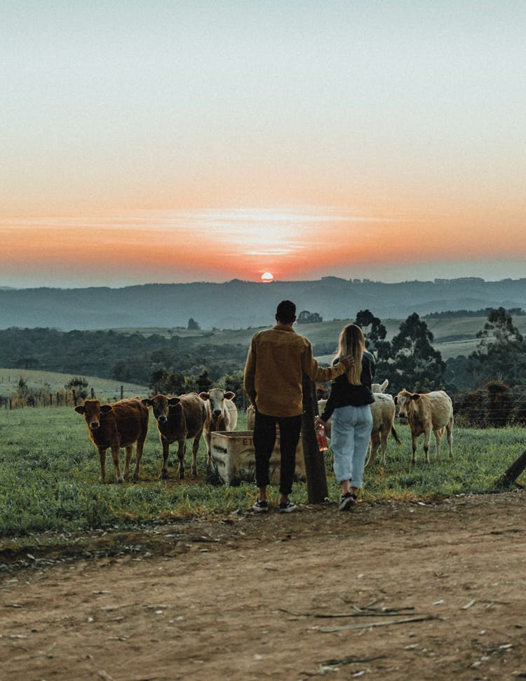 A Couple Looking At The Calves Behind A Wire Fence