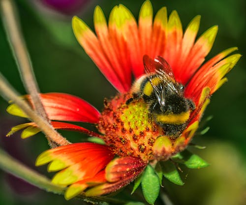 熊蜂, 花 的 免费素材图片