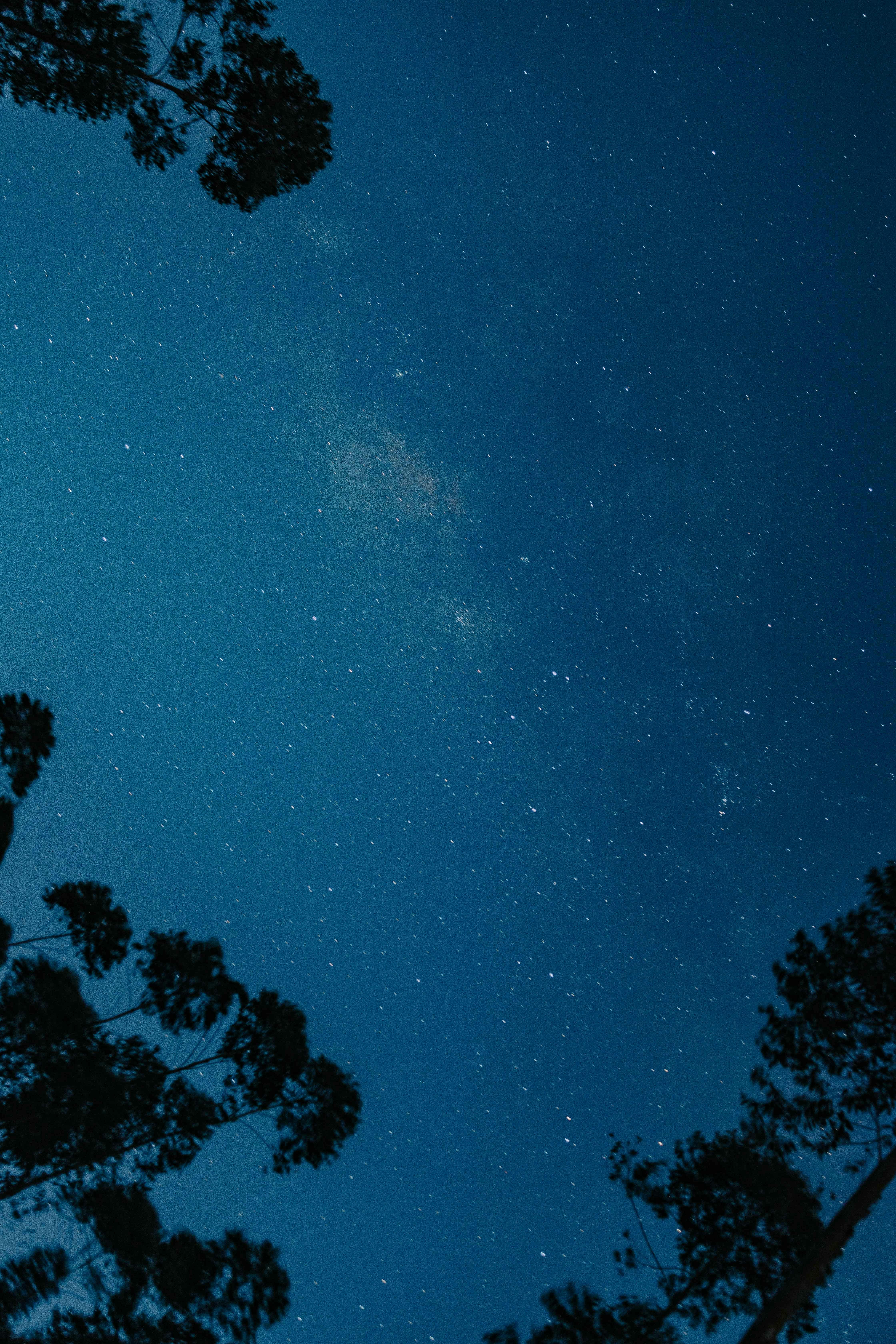 A serene starry night sky framed by silhouetted trees, capturing the essence of tranquil nature.