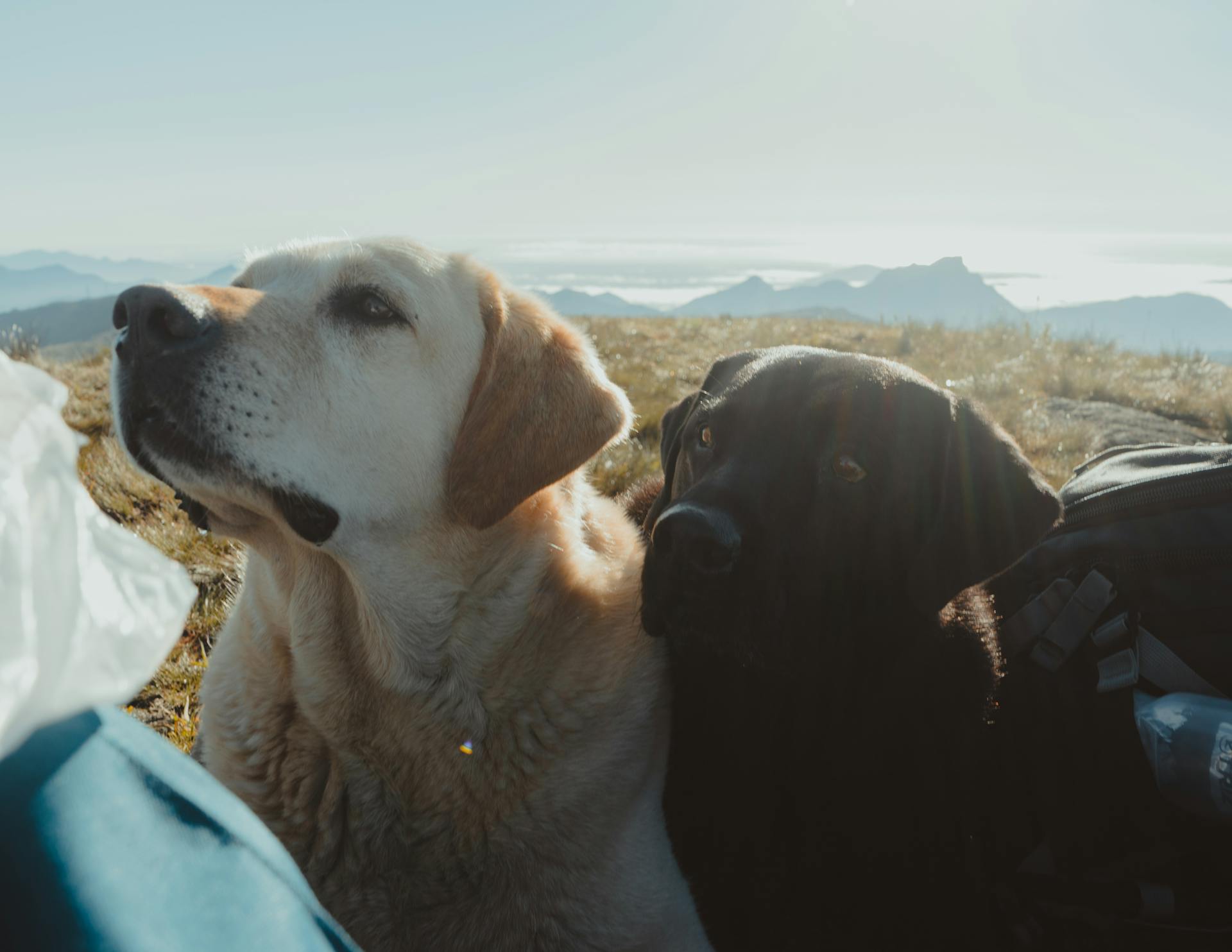 Närbilder av två labradorhundar