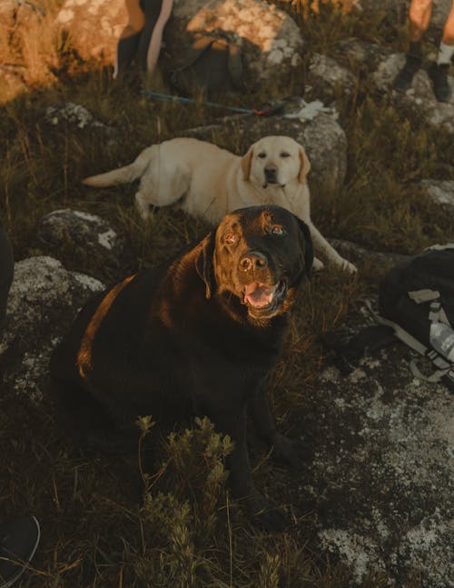 Gratis Foto stok gratis anjing hitam, binatang, cute Foto Stok