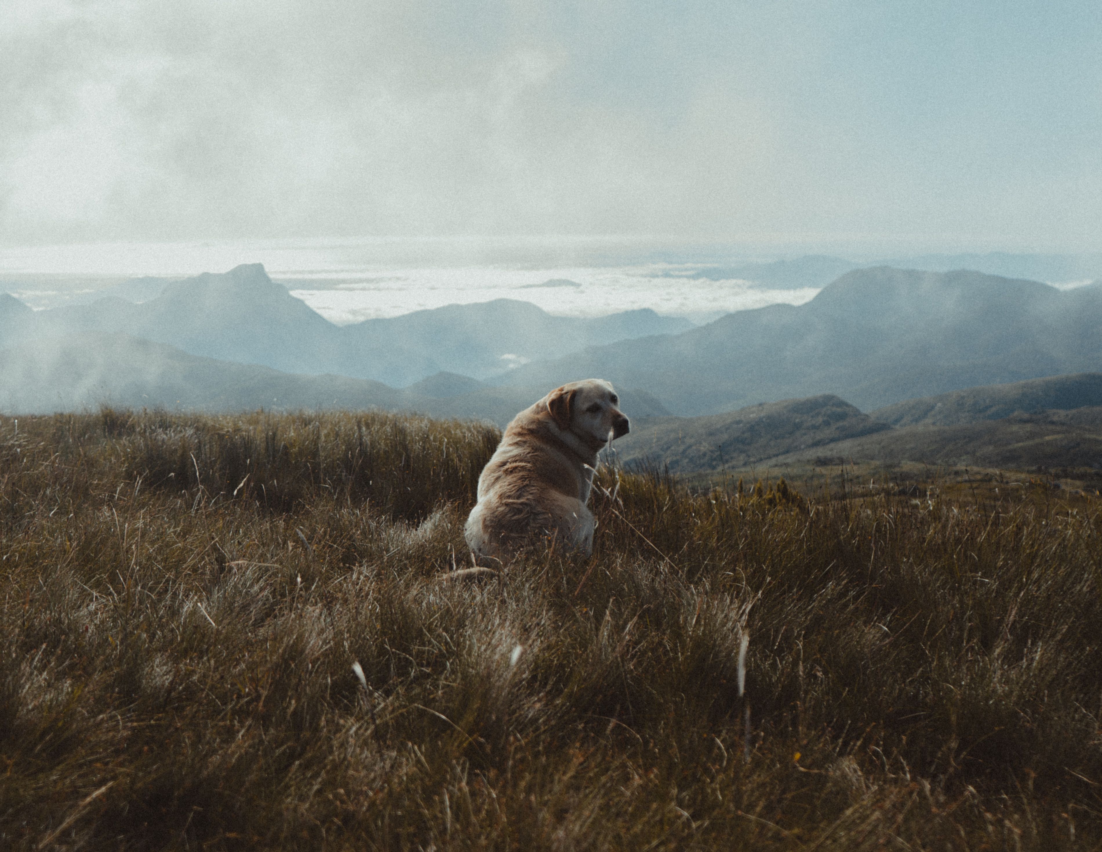 A Brown Dog Sitting on Brown Grass · Free Stock Photo