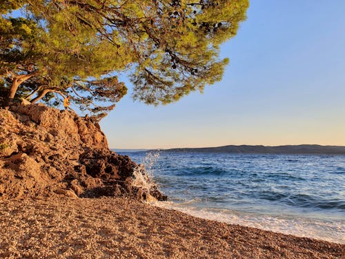 Green Tree on a Cliff Near Body of Water