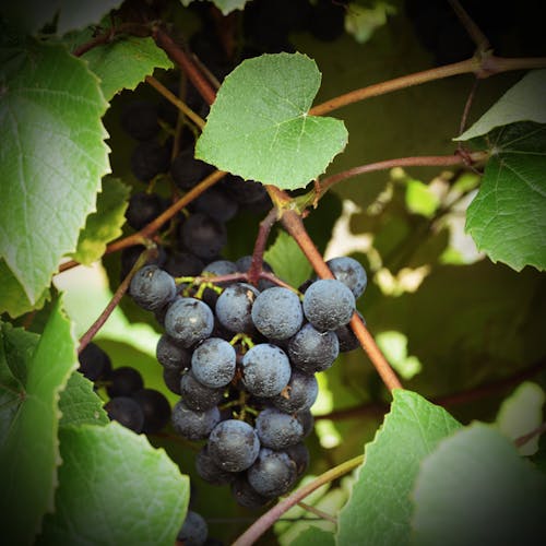 Free stock photo of grapes