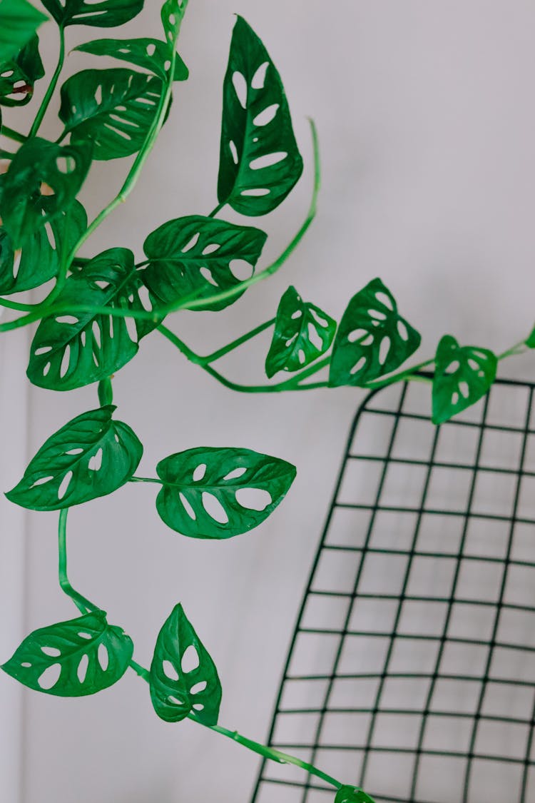 Holes On Leaves Of A Swiss Cheese Plant