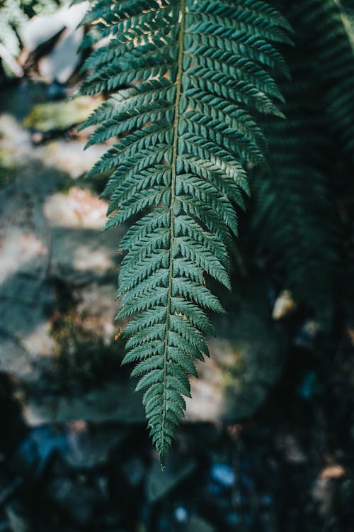 Photo of Fern Leaves in Dark Background · Free Stock Photo