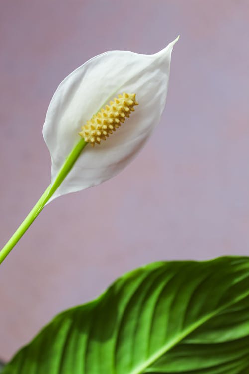 Free Close-up Photo of a Spathiphyllum wallisii Flower Stock Photo