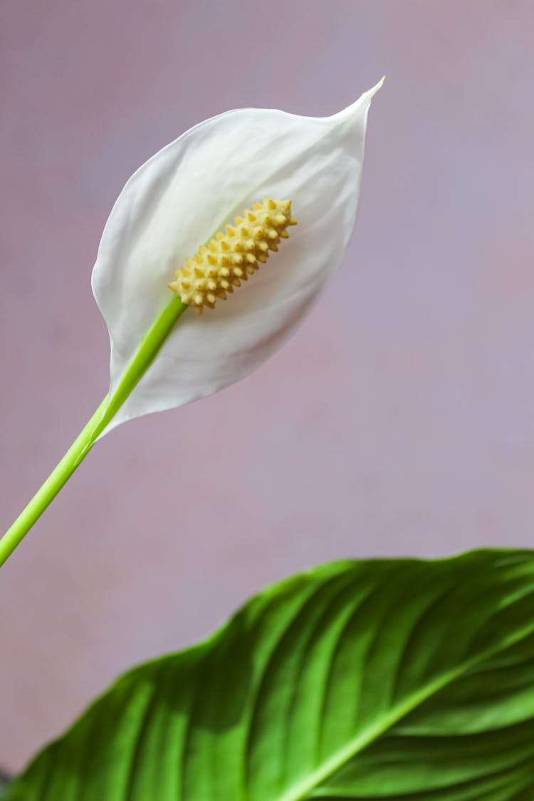 Close-up Photo Of A Spathiphyllum Wallisii Flower