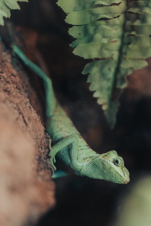 Free A Chameleon Near a Fern Leaf Stock Photo