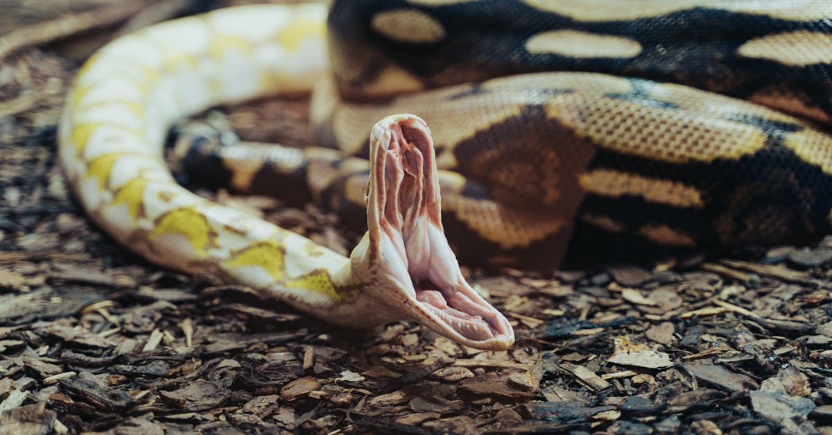 How often do snakes reproduce