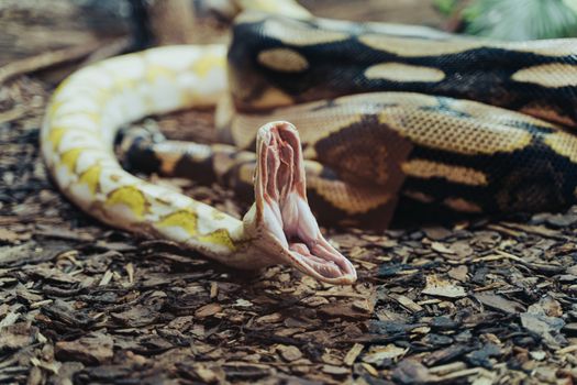 snake photo