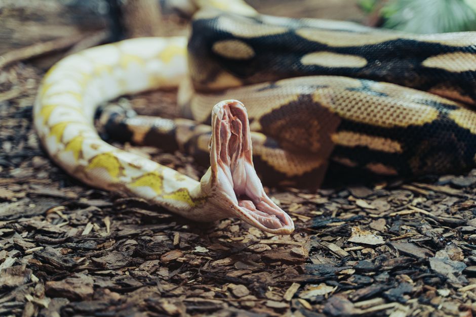 snakebiteemotions