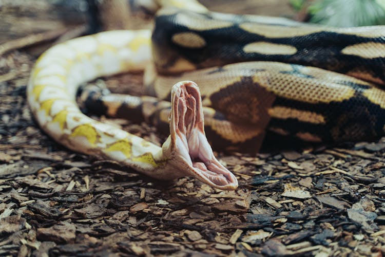 A Python With Its Mouth Open