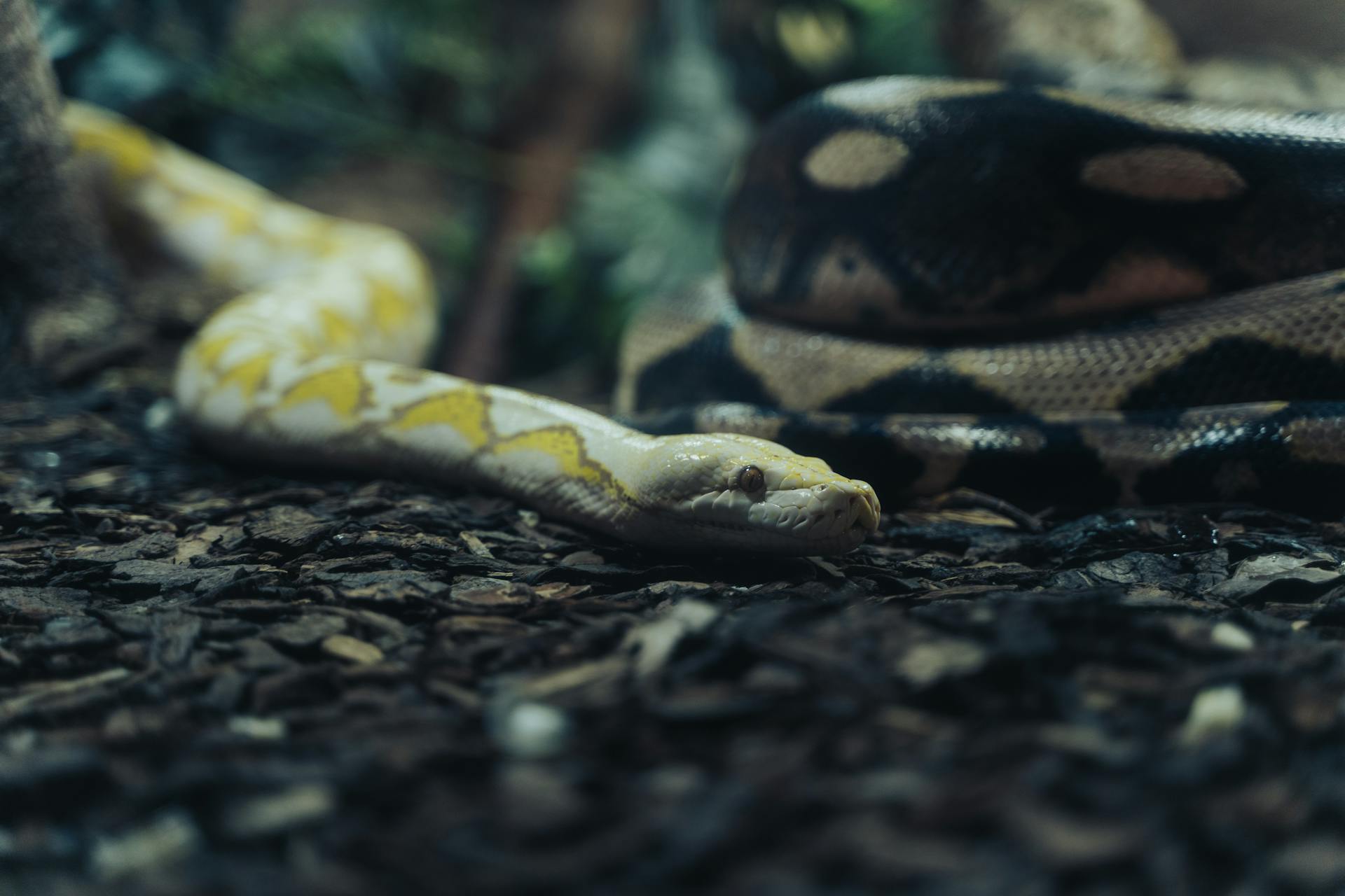 Albino Burmese Python Crawling on the Ground