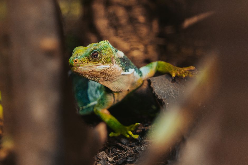 Detailed close-up of a green iguana amidst blurred foliage, showcasing its vibrant hues and scaly texture.