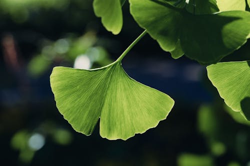 Close-up Photo of Ginkgo Leaves