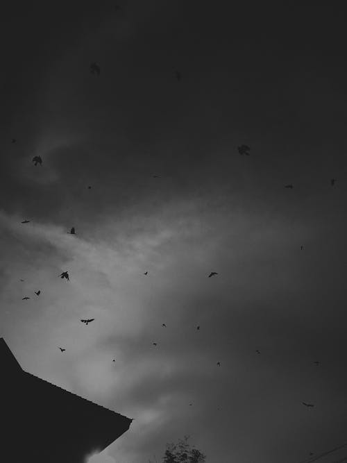 Free stock photo of birds of paradise, black, clear sky