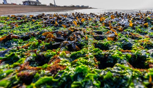 Free stock photo of kelp seaweed algae