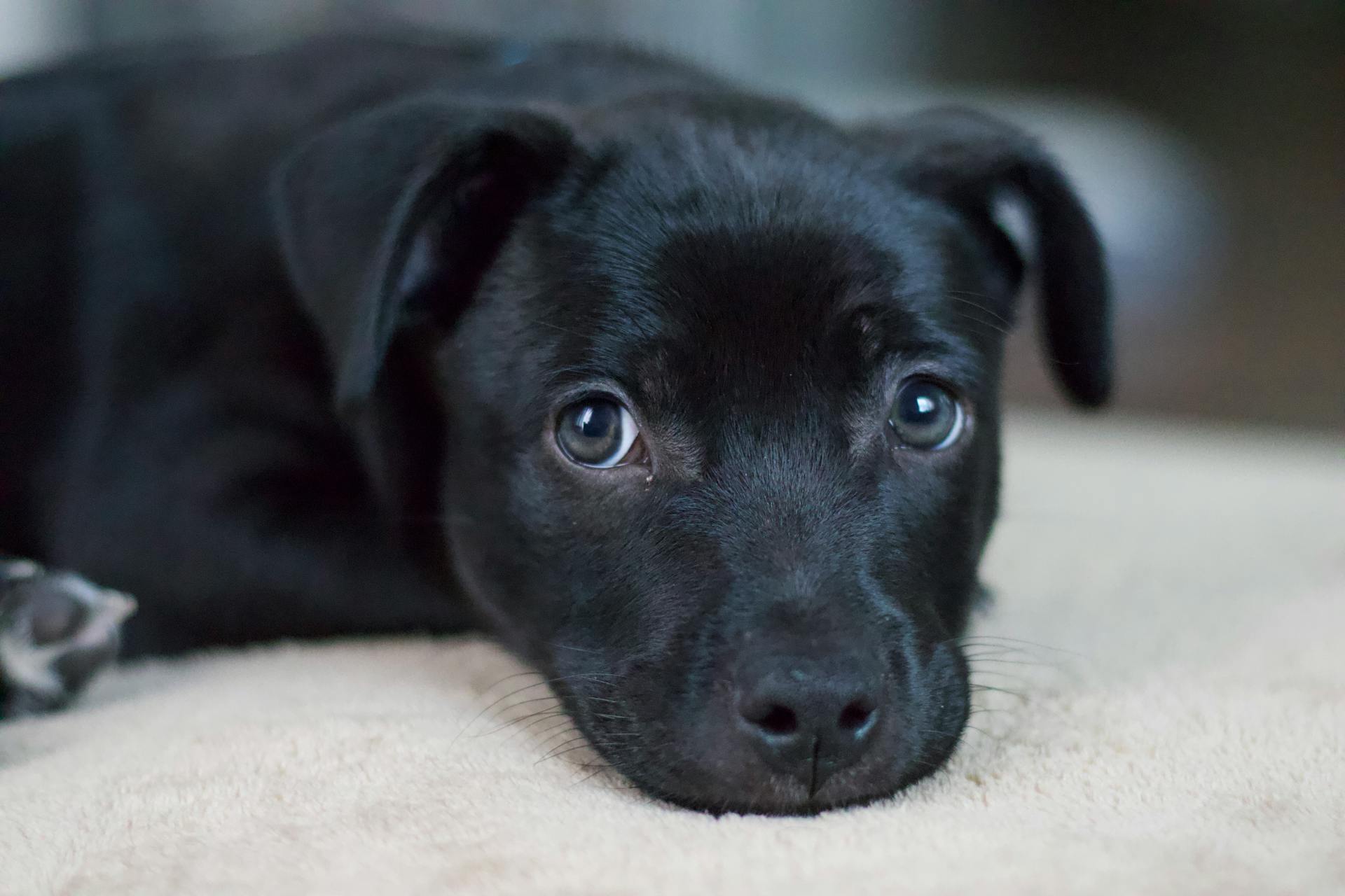 Close-up Photo of a Black Puppy Lying Down