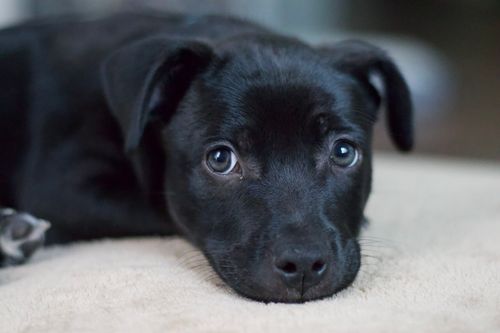 Free Close-up of a cute black puppy lying down, showcasing its adorable eyes. Stock Photo
