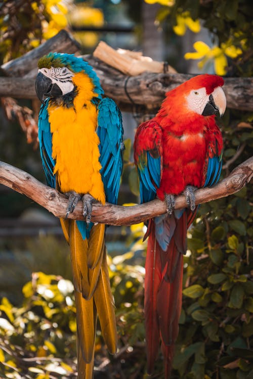 Parrots Perched on a Branch
