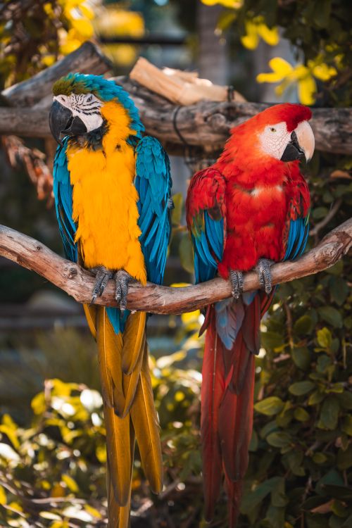 Free Bright blue and yellow macaw with scarlet macaw on a branch in sunny outdoor setting. Stock Photo