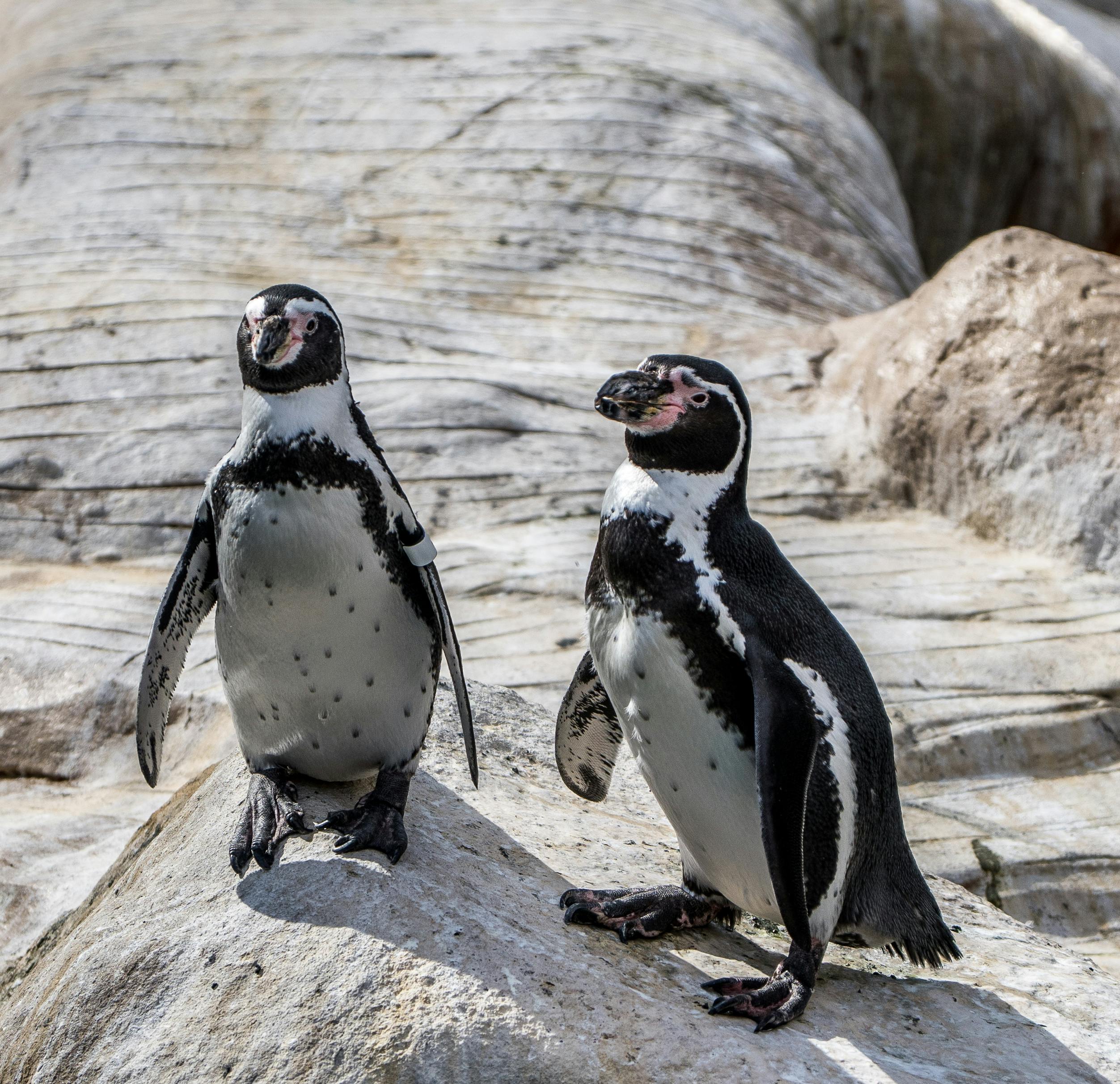 Close-up of Humboldt penguins on rocky surfaces, captured in an outdoor setting in Santa Barbara, California.