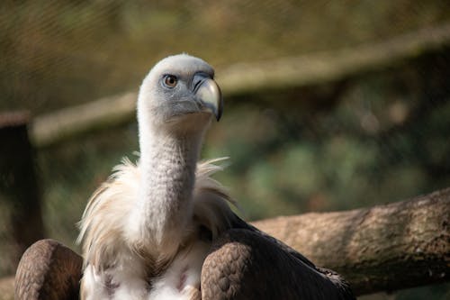 Vulture Bird in Close Up Photography