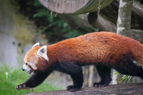 Free stock photo of animal, panda, red Stock Photo