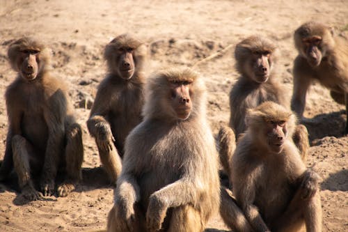 Free Group of Monkey Sitting on Brown Sand Stock Photo