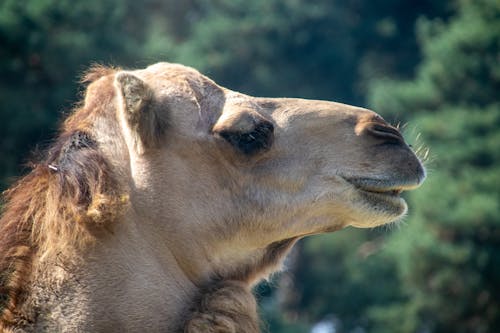 Бесплатное стоковое фото с верблюд, животное, пустыня